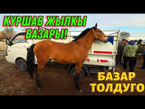 Видео: ЖЫЛКЫ БЭЭ БАЙТАЛ ТАЙ БААЛАРЫ 🤯 #байтв 