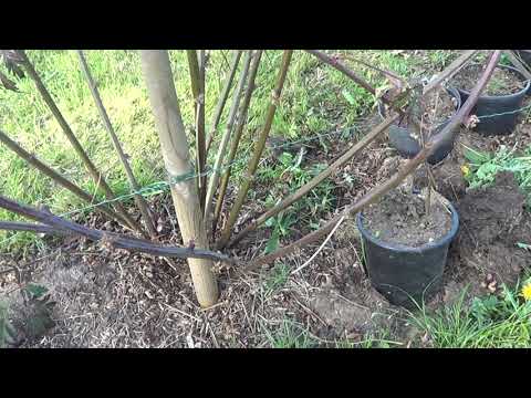 Видео: ЕЖЕВИКА ЕВЕРГРИН ТОРНЛЕС «Thornless Evergreen»