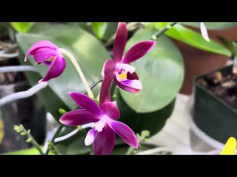 Видео: Осторожно осень 🍁🍁🍁#орхидеи 