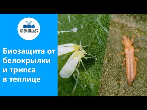 Видео: Комплексная защита овощных культур закрытого грунта от белокрылки и трипса