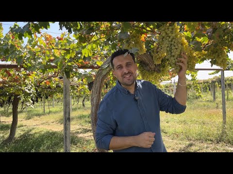 Видео: Город Турсунзаде (Регар)