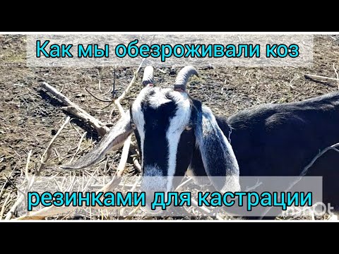 Видео: обезроживание коз резинками. Как я осмелилась на термокаутер🤦‍♀️ доламать рог или оставить?