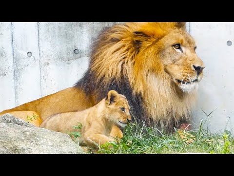 Видео: Пойман папой! Трогательный момент с львёнком🦁❤️