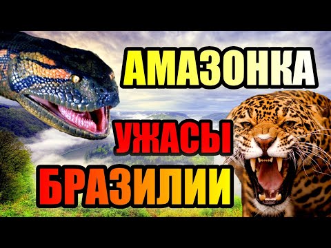 Видео: АМАЗОНКА!!! Ужасы Диких Лесов Бразилии!!! #река #бразилия