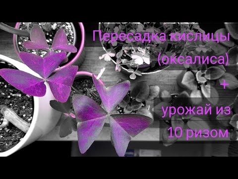 Видео: Oxalis|Оксалис|Кислица|Уход и размножение|Урожай с десяти ризом🍀☘