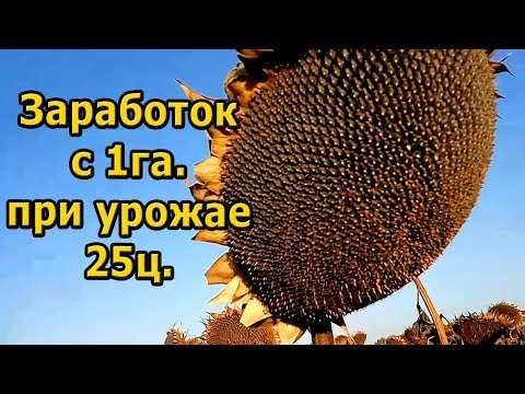 Видео: "Заработок при выращивание подсолнуха" / урожай 25ц. Теперь деньги не проблема!