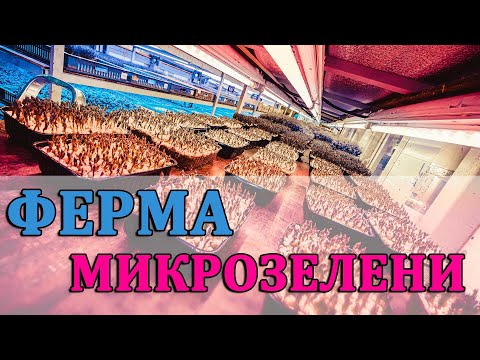 Видео: Ферма микрозелени (БОЛЬШОЙ репортаж) - получится, но не у всех. #микрозелень #ситифермер