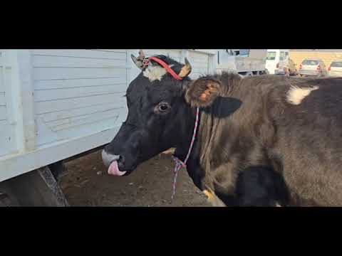 Видео: Ду сар моли зоти шири бо гарантия ва даставка дер намонен тл 927638388