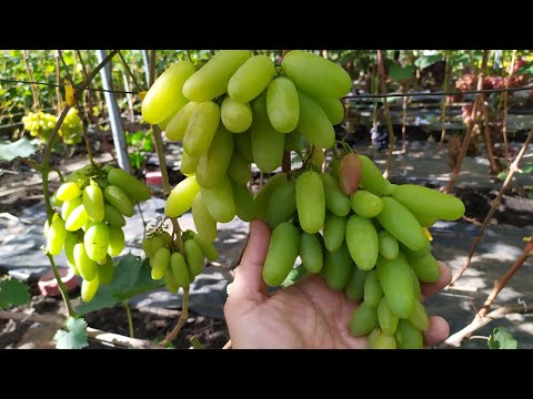 Видео: Мальчик Спальчик и не только!!! Обзор форм Калугина на 6 сентября!!!