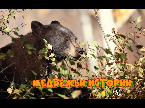 Видео: Медвежьи истории