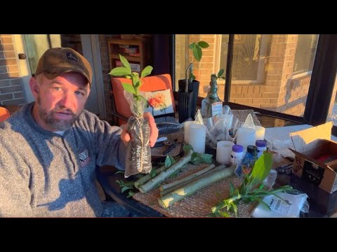 Видео: Труба ангела-укоренителя | Один новый метод!