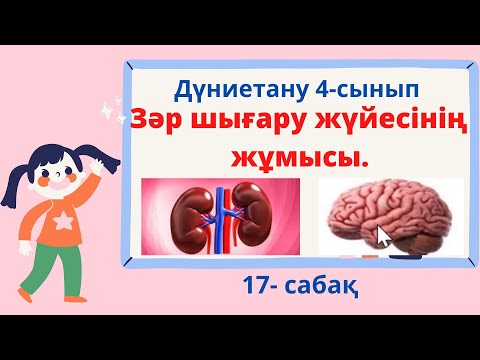 Видео: Зәр шығару  жүйесінің  жұмысы
