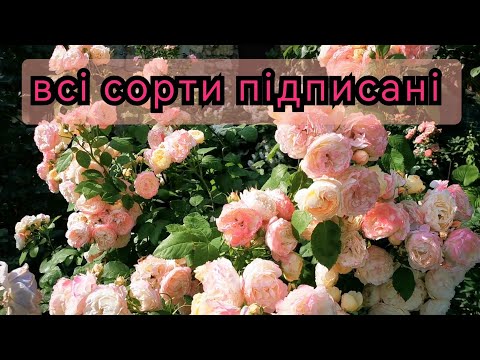 Видео: Троянди-зірки🤩 моєго саду+компаньйони ♥️