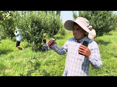 Видео: Бийик осуучу алмаларды интенсивдуу метод менен тарбиялоо!!!