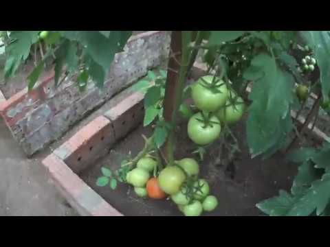 Видео: ТОМАТЫ  ПО ДВА В ЛУНКЕ,  в чем преимущество.