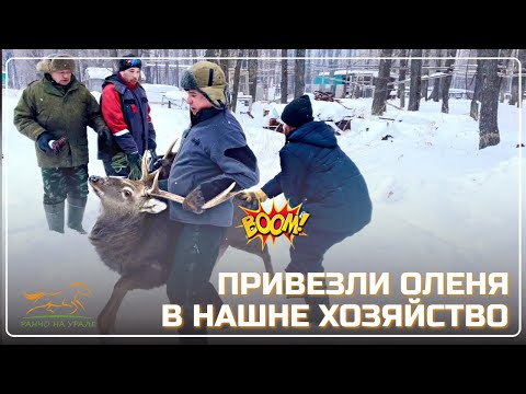 Видео: Побывал в очень классном и интересном месте/ Привез Оленя на наше Ранчо/ Будни фермера с Улу-Теляк