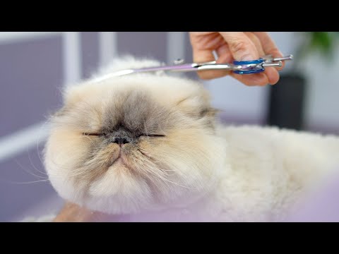 Видео: Вы должны увидеть эту кошку!! 😻🛁✂️❤️Вы станете любителем кошек, даже если вы им не являетесь!
