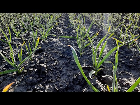 Видео: Весняне підживленя часнику, найефективніші способи для отримання гарного врожаю.