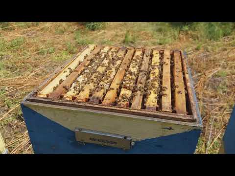 Видео: липа взяток 2020 работают "медовики" разница в сравнении  с стандартными семьями значительная