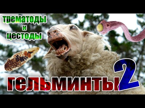 Видео: Гельминты (глисты) у коз и овец / часть 2 / Трематоды и цестоды #козоводство #овцеводство #животные