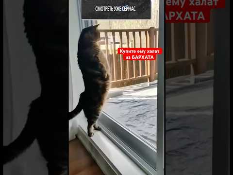 Видео: Купите ему халат из БАРХАТА #юмор #cat