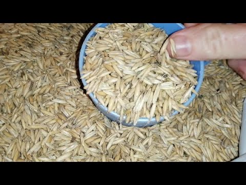 Видео: ☝☝ОЧИЩЕНИЕ ОРГАНИЗМА ОВСОМ. ПРИГОТОВЛЕНИЕ ЛЕЧЕБНОГО ОТВАРА