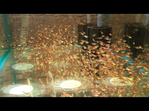 Видео: Обзор фермы аквариумных рыб. Корректировка рыбного плана. Новые инкубаторы для Артемии