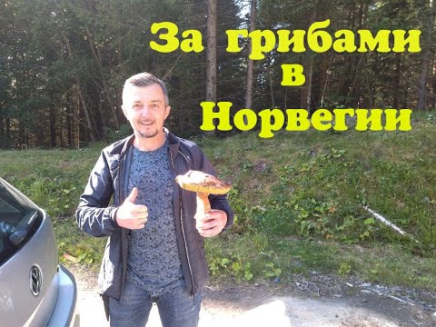 Видео: Сбор грибов в Норвегии. Увлекательная прогулка по красивым лесам Норвегии.