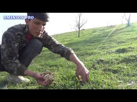 Видео: Чорачини (замбуруг) дар сахрохои дехаи Яккатут ва Муродбахш. Чагора🍄 грибов