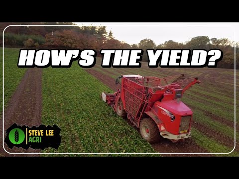 Видео: СОБРАНО БОЛЬШЕ СВЕКЛЫ - УИЛЛ ПРОВОДИТ НАС К МАШИНЕ.