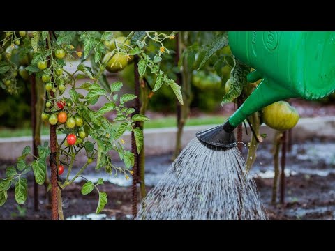 Видео: Что делать и что сеять и сажать в июле? Для этих растений еще не поздно!