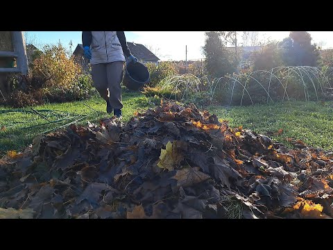 Видео: Готовлю розы и клематисы к зиме.