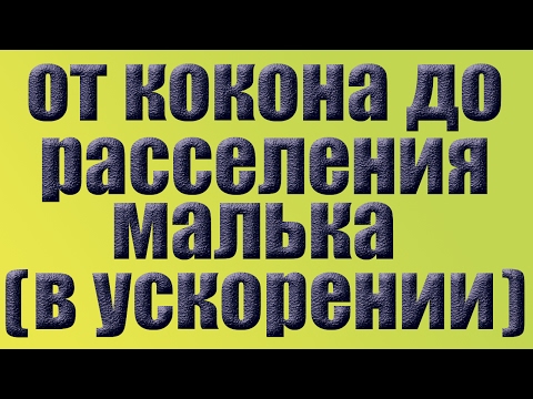 Видео: Червь Дендробена .От кокона  до расселения  малька в одном видео . Червь для рыбалки .