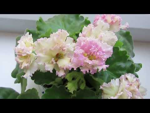 Видео: Цветущие стандартные фиалки.Обзор моих новых фиалок.Цветение фиалок.