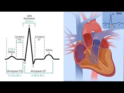 Видео: Основы ЭКГ за 100 минут | Проводящая Система Сердца | Зубцы, интервалы, сегменты на ЭКГ