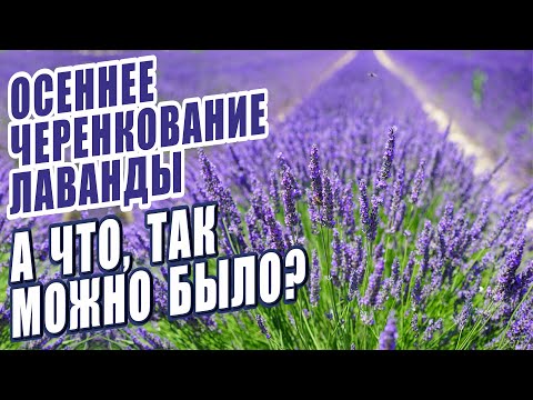 Видео: ОСЕННЕЕ ЧЕРЕНКОВАНИЕ ЛАВАНДЫ. САМЫЙ ПРОСТОЙ И ЭФФЕКТИВНЫЙ СПОСОБ.