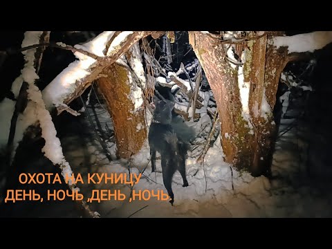 Видео: Охота на куницу днём и ночью/ четыре выхода и по нулям/