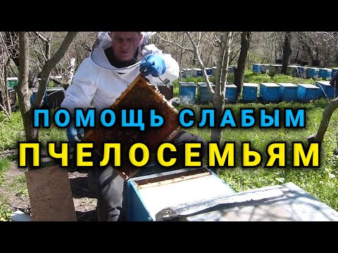 Видео: Как помочь очень слабым семьям и выровнять пасеку.