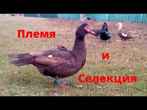 Видео: Племенные мускусные утки Селекция мускусных уток тяжелой линии Сельская жизнь