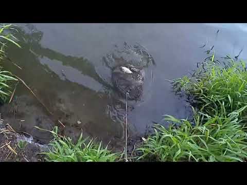 Видео: 1 июня 2024 год Сарский