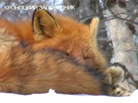 Видео: ЛИСИЙ РАЙ. Камчатка. Кроноцкий заповедник.