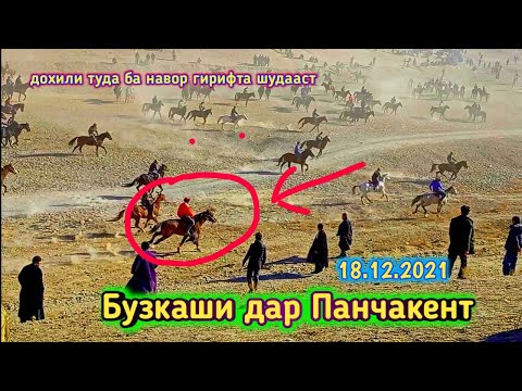Видео: Бузкаши дар Панчакент. Улоки Панчакент 18.12.2021