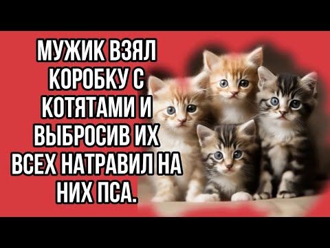 Видео: Мужик взял коробку с котятами и выбросив их всех натравил на них пса.