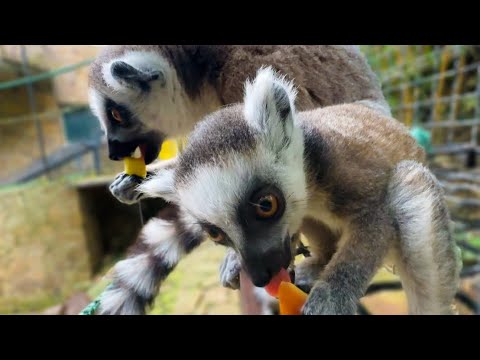 Видео: Детеныш лемуров уже начал самостоятельно пробовать пищу, но мама ему не дает!