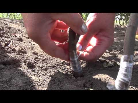 Видео: 🍐Особенности Окулировки Груши на Айве. Grafting pears on quince.