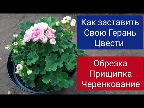 Видео: ОБРЕЗКА ПЕЛАРГОНИИ (Герани) ОСЕНЬЮ, чтобы пышно цвела и росла шапкой.