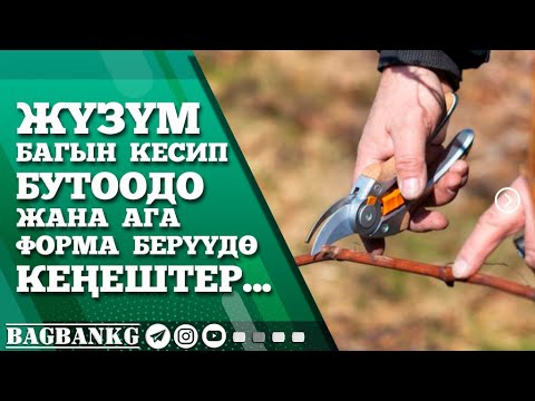 Видео: ЖҮЗҮМ БАГЫН КЕСИП БУТООДО ЖАНА АГА ФОРМА БЕРҮҮДӨ КЕҢЕШТЕР...