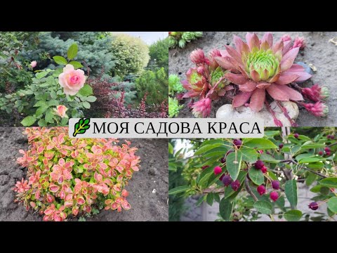 Видео: 🌿Яка краса у мене розквітла! Очитки, барбарис Адмірейшн, ірга, стрижка верби Хакуро Нішикі
