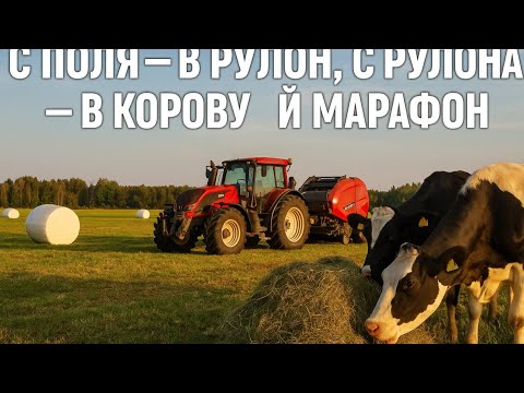 Видео: "С поля — в рулон, с рулона — в корову"  Мой Финский марафон🚜🐂