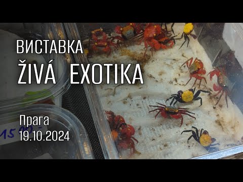 Видео: Виставка-продаж екзотичних тварин ŽIVÁ EXOTIKA (19.10.2024 Прага)